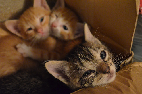 Cats in a cardboard box